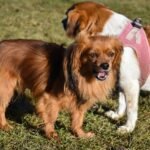 Effective Ways to Quiet Down a Barking Dog