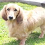 English Cream Dachshund