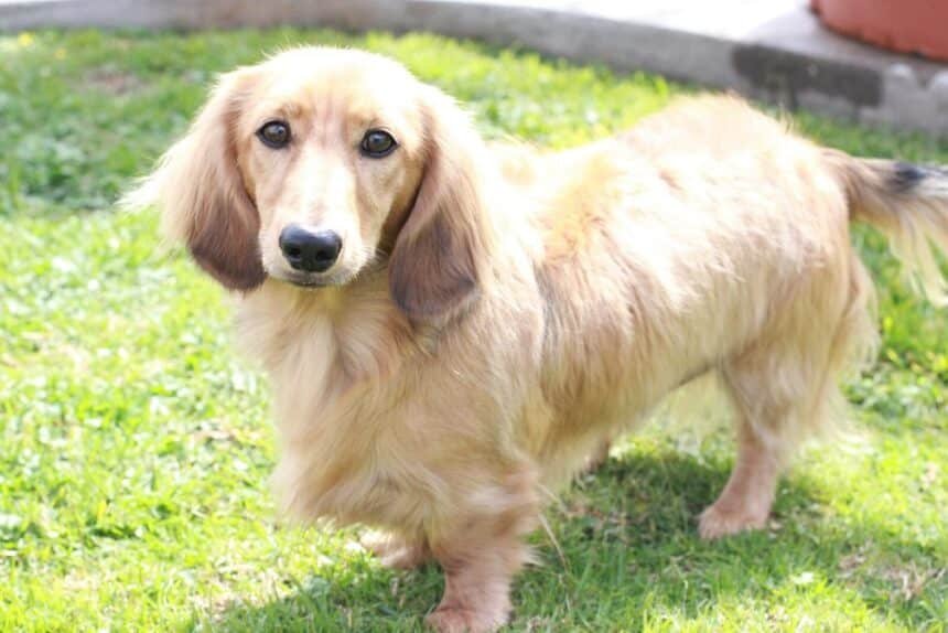 English Cream Dachshund