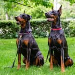 Floppy Eared Doberman vs. Erect Eared Doberman