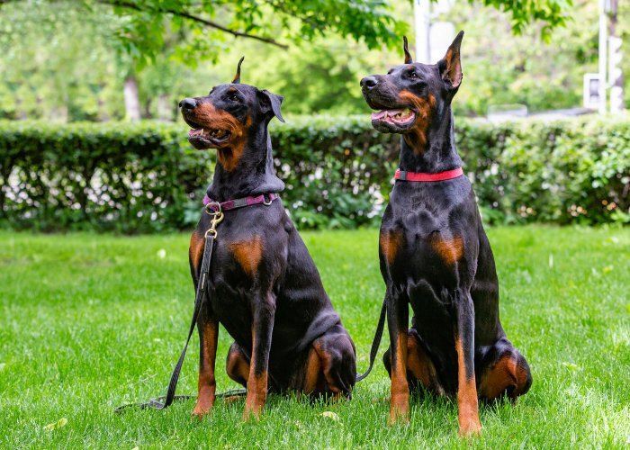 Floppy Eared Doberman vs. Erect Eared Doberman