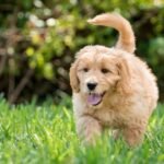 Golden Mountain Doodle