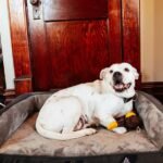 How to Get Your Dog to Sleep on a Dog Bed