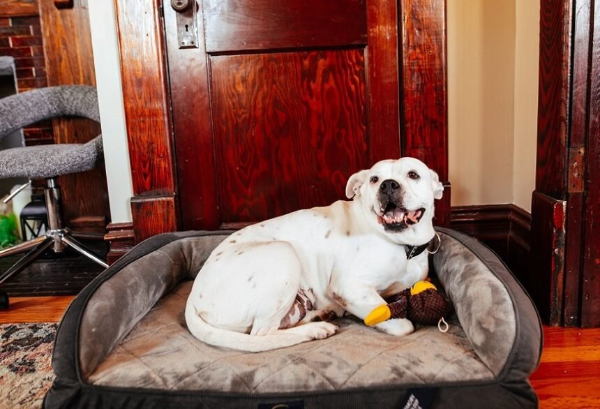 How to Get Your Dog to Sleep on a Dog Bed