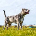 Merle Bully Breed of Dog