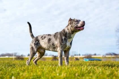 Merle Bully Breed of Dog