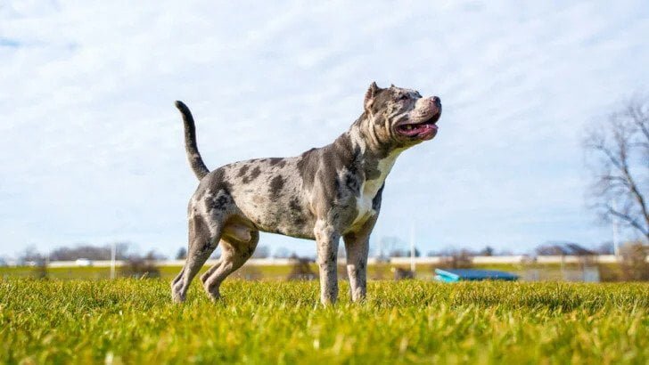 Merle Bully Breed of Dog