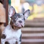 Merle Frenchie Picture