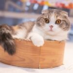 Scottish Fold Munchkin