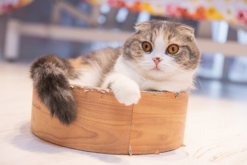 Scottish Fold Munchkin