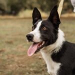 Short Haired Border Collie