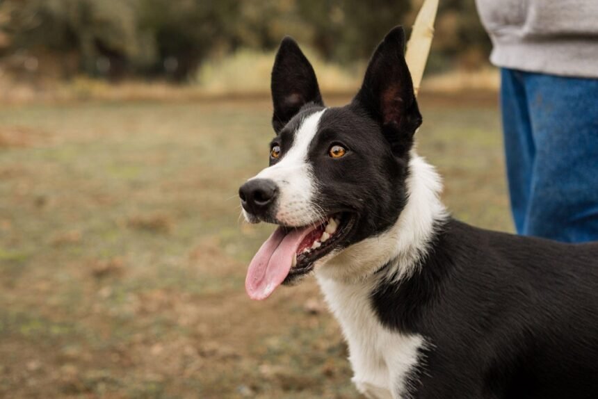 Short Haired Border Collie