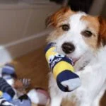 Why Do Dogs Steal Things and How to Stop It