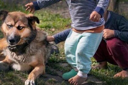 Your Dog Doesn’t Like Kids 5 Things You Can Do