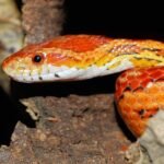 albino corn snake