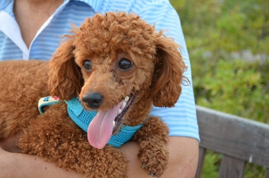 Mini Goldendoodle