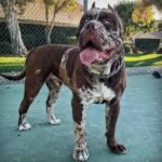 north american mastiff dog