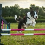 Agility Training for Dogs