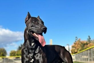 Canis Panther