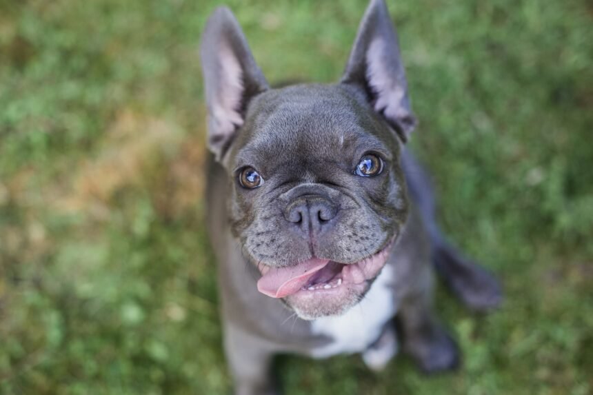 Grey French Bulldog