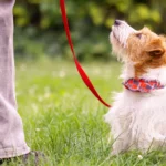 How to Discipline a Puppy Properly and Humanely