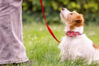 How to Discipline a Puppy Properly and Humanely
