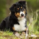 Mini Bernese Mountain Dogs