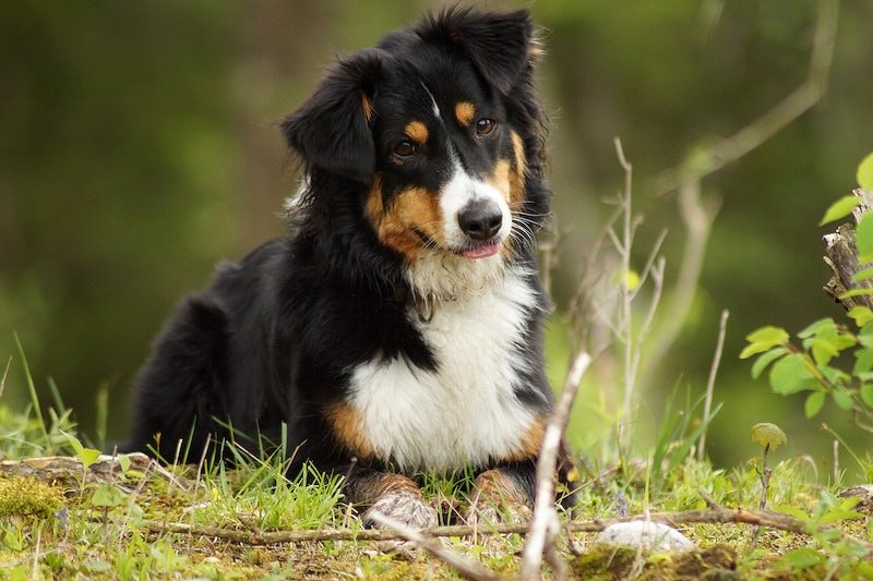 Mini Bernese Mountain Dogs