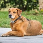 Shock Collars for Dog Training